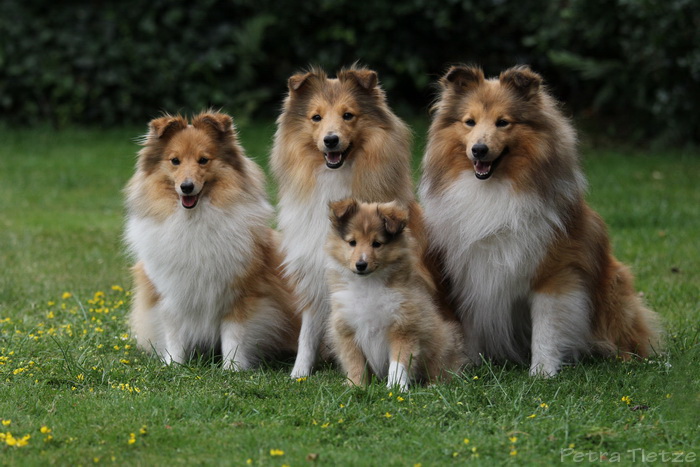 3 Generationen Zobelfarben