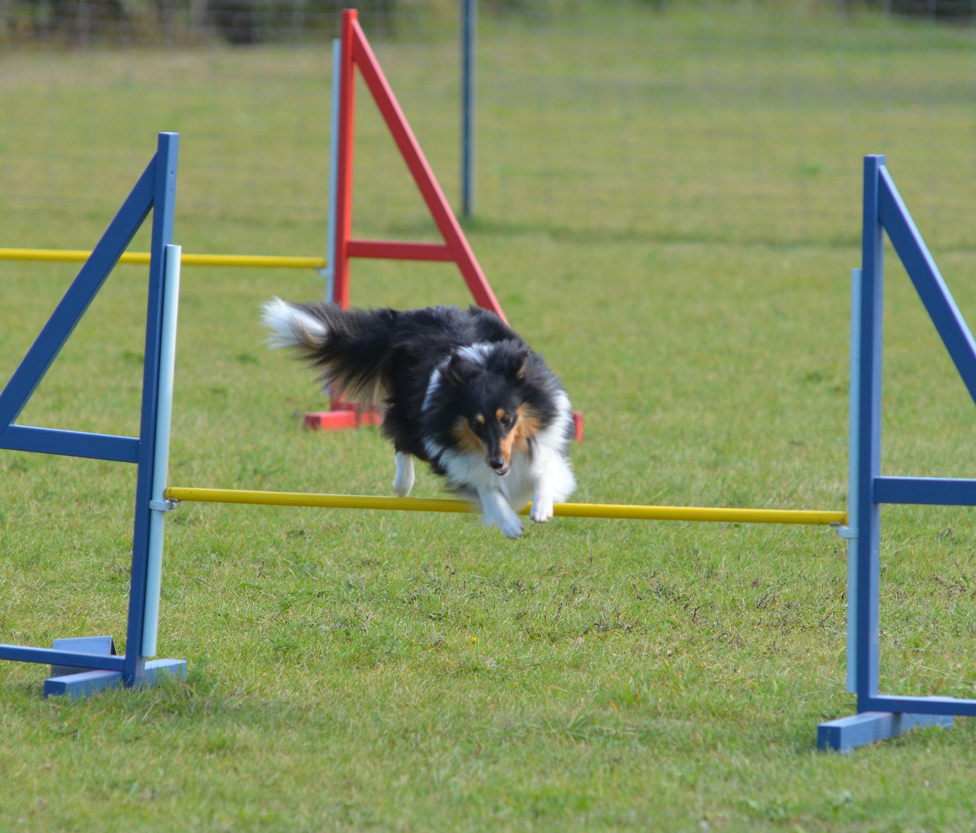 Ebony-AGI-Sprung-Bild-zu-Beitrag-Agi