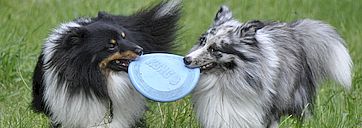 Bild-Ausbildung-Frisbee-01